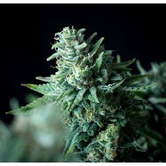 Patagonia Fast, Фасовка: 5+1